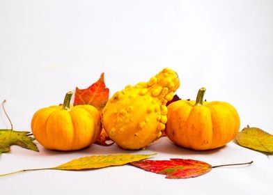 Pumpkins squash and leaves