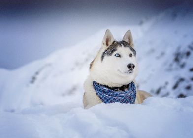  Husky Dogs Pet Dog Snow 
