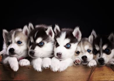  Husky Dogs Puppy Cute Blu