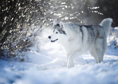  Husky Dogs Winter Snow Do