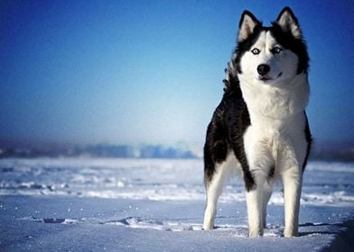  Husky Dogs 