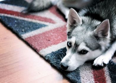  Husky Dogs 