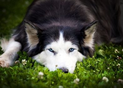  Husky Dogs 