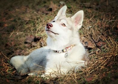  Husky Dogs Dog 