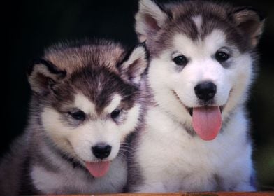  Husky Dogs Puppy Dog Pet 