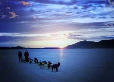  Husky Dogs 