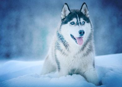  Husky Dogs Winter Pet Sno