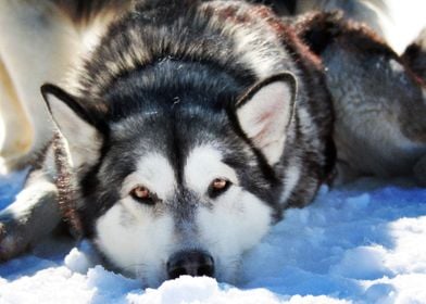  Husky Dogs Siberian Husky