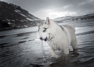  Husky Dogs Dog Water 