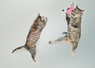 Jumping cats 