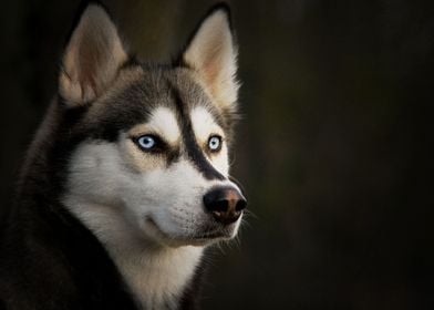  Siberian Husky Dogs Husky