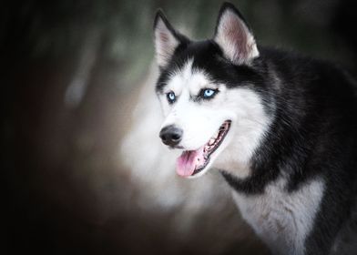  Husky Dogs Dog Pet Depth 