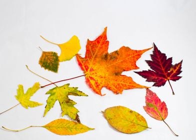 Colorful autumn leaves