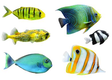 Tropical Fish Collection