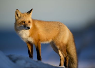 Fox on the Lookout