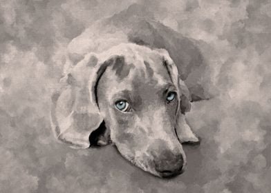 Weimaraner dog