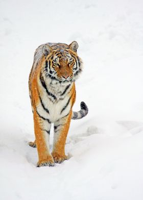 Siberian Tiger 