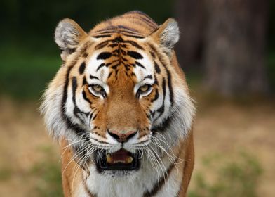 Siberian Tiger 