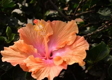 Hibiscus Flower Fantasy