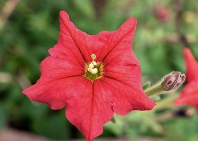 Petunia flower 