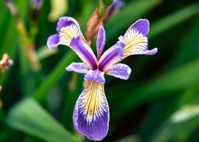 Purple Iris