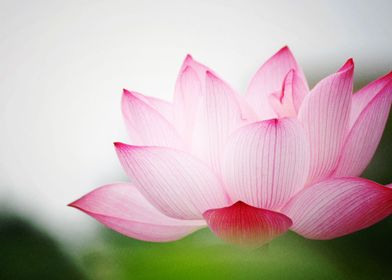 Earth Lotus Flowers Flower