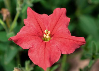 Petunia flower 