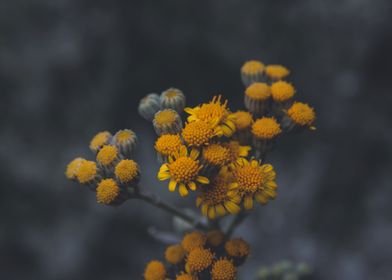 Yellow Beauties