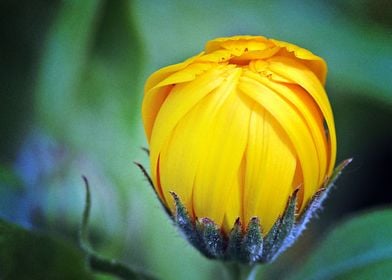 Earth Marigold Flowers Clo