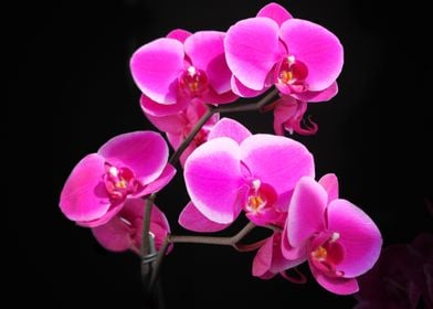 Earth Orchid Flowers Flowe