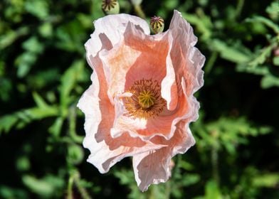 Pink poppy