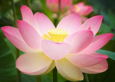 Earth Lotus Flowers Flower