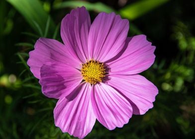 Purple little flower