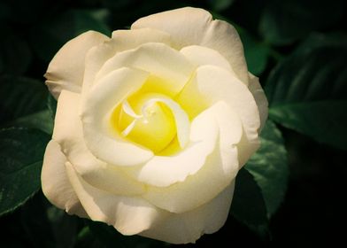 Earth Rose Flowers White F