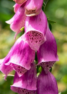 Digitalis flower