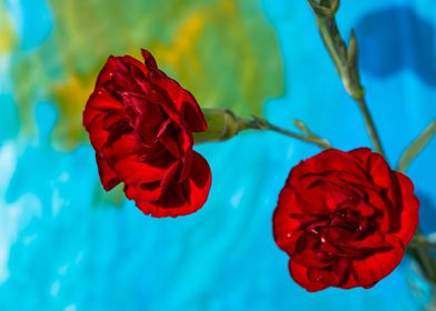 Red carnations