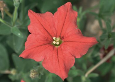 Petunia flower 