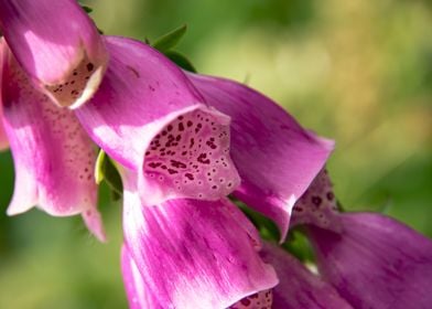 Digitalis flower