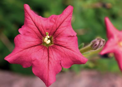 Petunia flower 