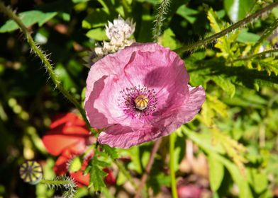 Purple poppy