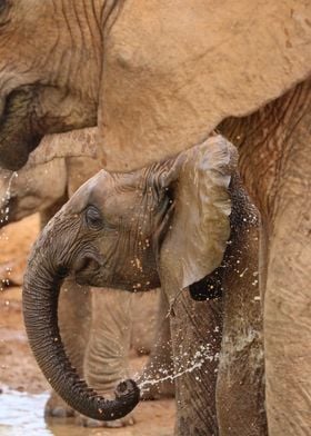 Baby Elephant 284