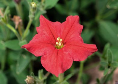 Petunia flower 