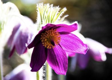 Pulsatilla flower