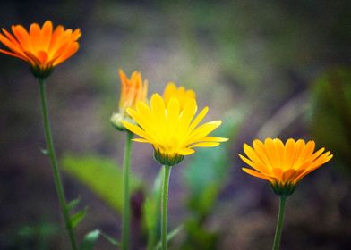 Earth Marigold Flowers Flo