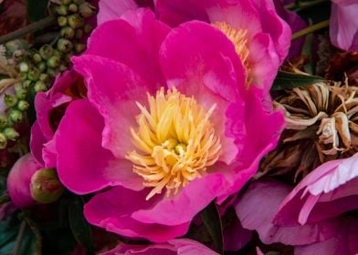 Peony flower 