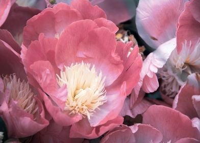 Peony flower 