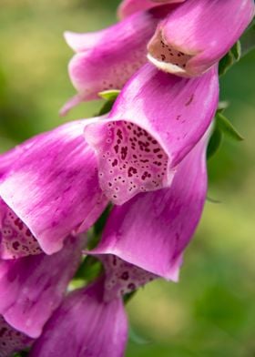 Digitalis flower