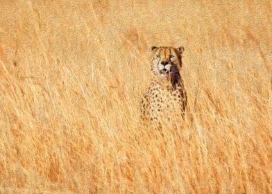 Cheetah in Savanna