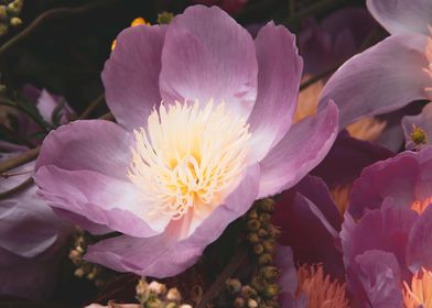 Peony flower 