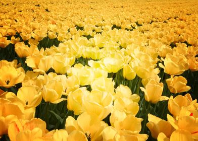 Earth Tulip Flowers Yellow